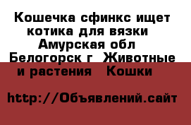 Кошечка сфинкс ищет котика для вязки - Амурская обл., Белогорск г. Животные и растения » Кошки   